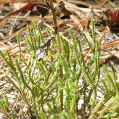 Selaginella corallina