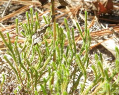 Selaginella corallina