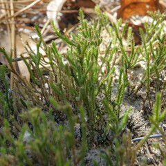 Selaginella corallina