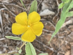 Melhania oblongifolia