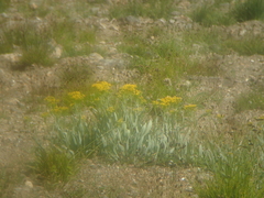 Senecioninae