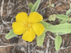 Melhania oblongifolia