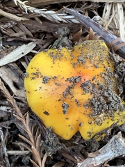 Hygrocybe acutoconica