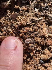 Superstitionia donensis