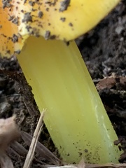 Hygrocybe acutoconica