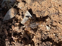 Superstitionia donensis