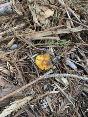 Hygrocybe acutoconica