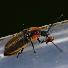 Photinus indictus