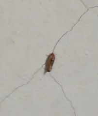 Cryptophlebia ombrodelta