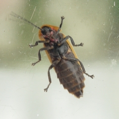 Photinus indictus