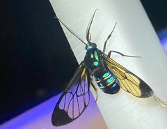 Gymnelia salvini