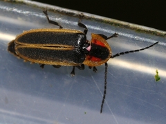 Photinus indictus