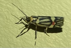 Callisthenia truncata