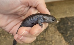 Ambystoma talpoideum