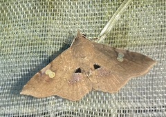 Oxidercia discophora