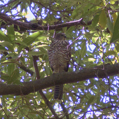 Accipiter cirrocephalus