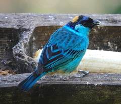 Chalcothraupis ruficervix