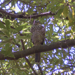 Accipiter cirrocephalus