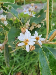 Olearia megalophylla