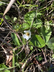 Fragaria chiloensis