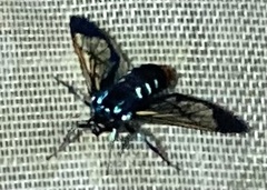 Gymnelia