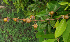 Lagerstroemia speciosa