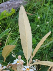 Olearia megalophylla