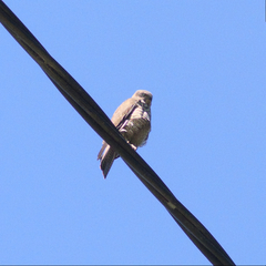 Accipiter cirrocephalus