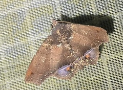 Polygoniodes laciniata