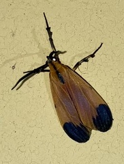 Correbidia elegans