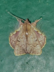 Sosxetra grata