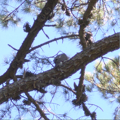 Accipiter cirrocephalus