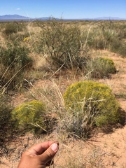 Aristida purpurea perplexa