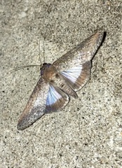 Nagara fenestra