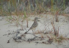 Geositta cunicularia