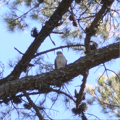 Accipiter cirrocephalus