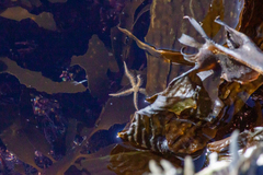 Ophiothrix