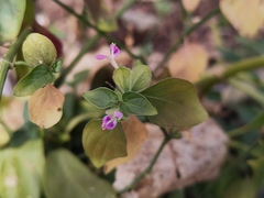 Dicliptera chinensis