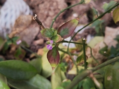 Dicliptera chinensis