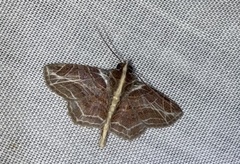 Dolichosomastis leucogrammica