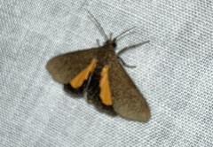 Virbia mentiens