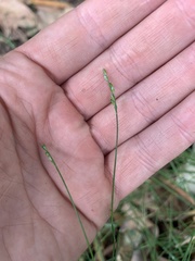 Tetrarrhena juncea