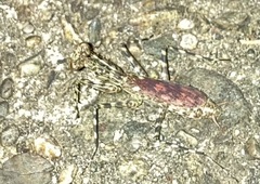 Liturgusa