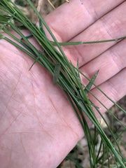 Tetrarrhena juncea