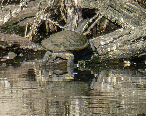 Eastern Short-necked Turtle, photo 6 of 7