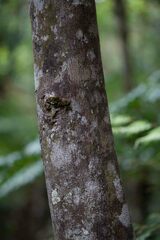 Cryptocarya macrodesme