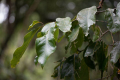 Cryptocarya macrodesme