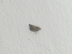 Lepidoptera