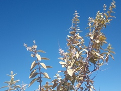 Buddleja sessiliflora
