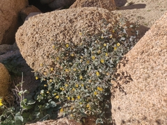 Physalis crassifolia